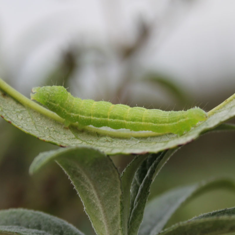 identificazione bruchi